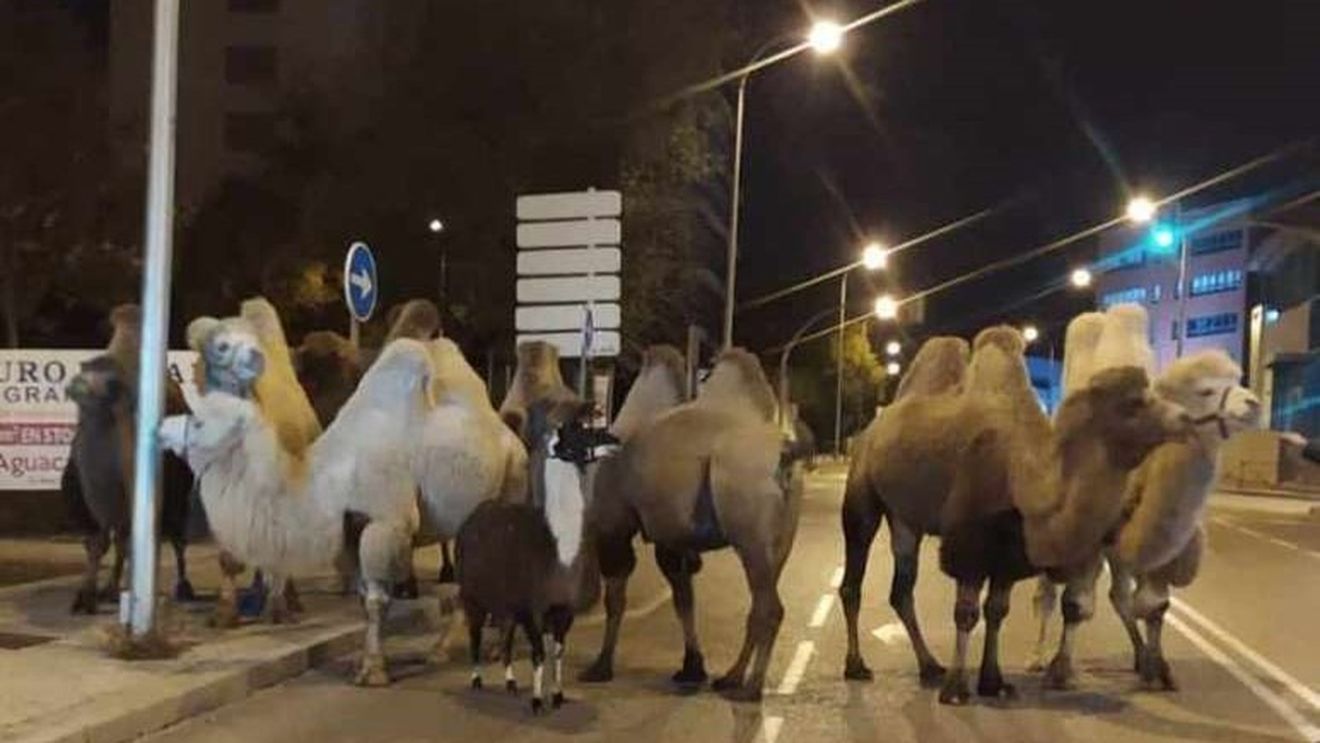 Opt cămile şi o lamă, în libertate pe străzile Madridului după ce au evadat de la un circ