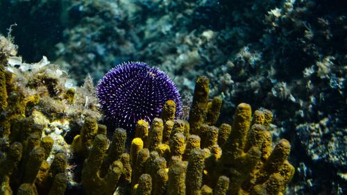 Un grup de scufundători din Filipine creează pepiniere pentru coralii deterioraţi