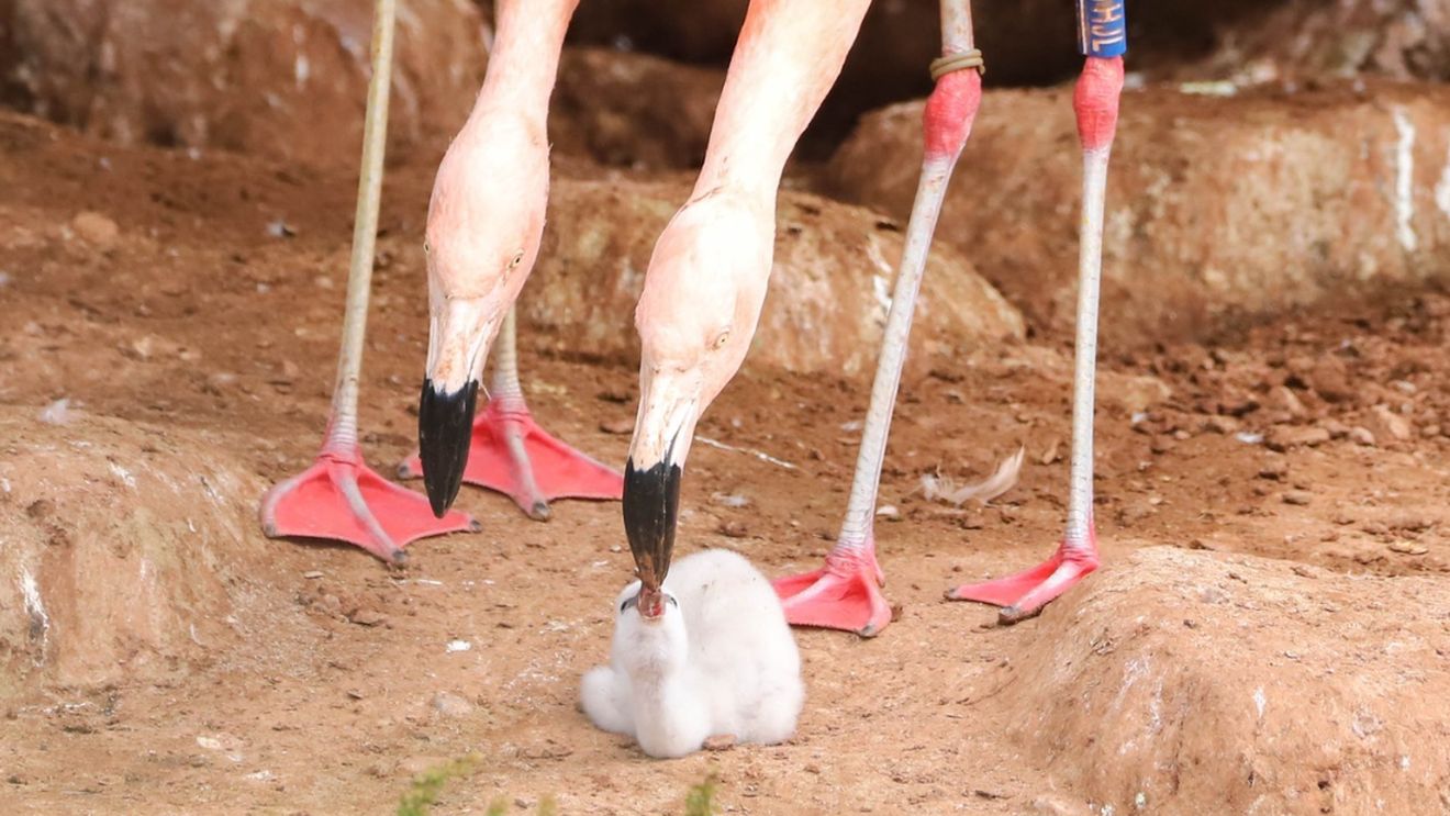FOTO Performanță „extrem de rară” la o grădină zoo din Anglia: O pereche de flamingo de același sex au clocit împreună un ou / „Părinții fac o treabă excelentă”