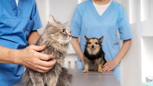 Care sunt urgențele reale în medicina veterinară. Câinii și pisicile pot fi salvați prin transfuzii de sânge. Medic veterinar: „E foarte important ca orice deținător de animale să știe”