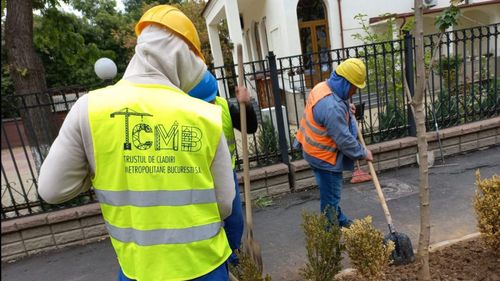 Din cauza lipsei materialelor de construcții, muncitorii de pe șantierul Pasajului Doamna Ghica au fost puși să planteze arbuști