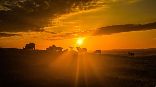 Canicula lovește fermele din Botoșani / “Cu Dumnezeu nu ne putem bate” / Din cauza disconfortului, animalele refuză să mai mănânce pe parcursul zilei / ”Am 59 de ani și așa ceva n-am prins” 