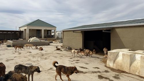Refugiul care salvează câinii din Orientul Mijlociu de la suferință, construit cu ajutorul PETA (FOTO)