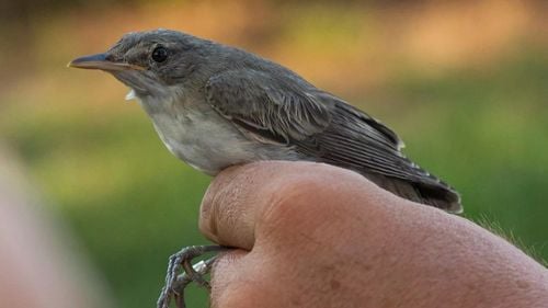 O nouă specie de pasăre pentru România, descoperită în rezervaţia ”Dunele Marine de la Agigea” / Frunzăriţa balcanică migrează toamna spre Africa din Turcia și din zona de sud-est a Europei