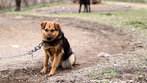 Lanțul, interzis în România? Proiectul de lege, extrem de necesar, are și lacune: Ce spun experții / Cât rău le face câinilor legatul în lanț