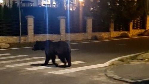 VIDEO Un urs filmat la plimbare prin centrul staţiunii Poiana Braşov / ”Trece pe trecerea pentru pietoni, e foarte civilizat. Așa e la noi în Poiană!”