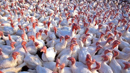 Prefectura Braşov: Sursa primară probabilă a focarelor de gripă aviară de pe platforma Codlea o reprezintă păsările sălbatice