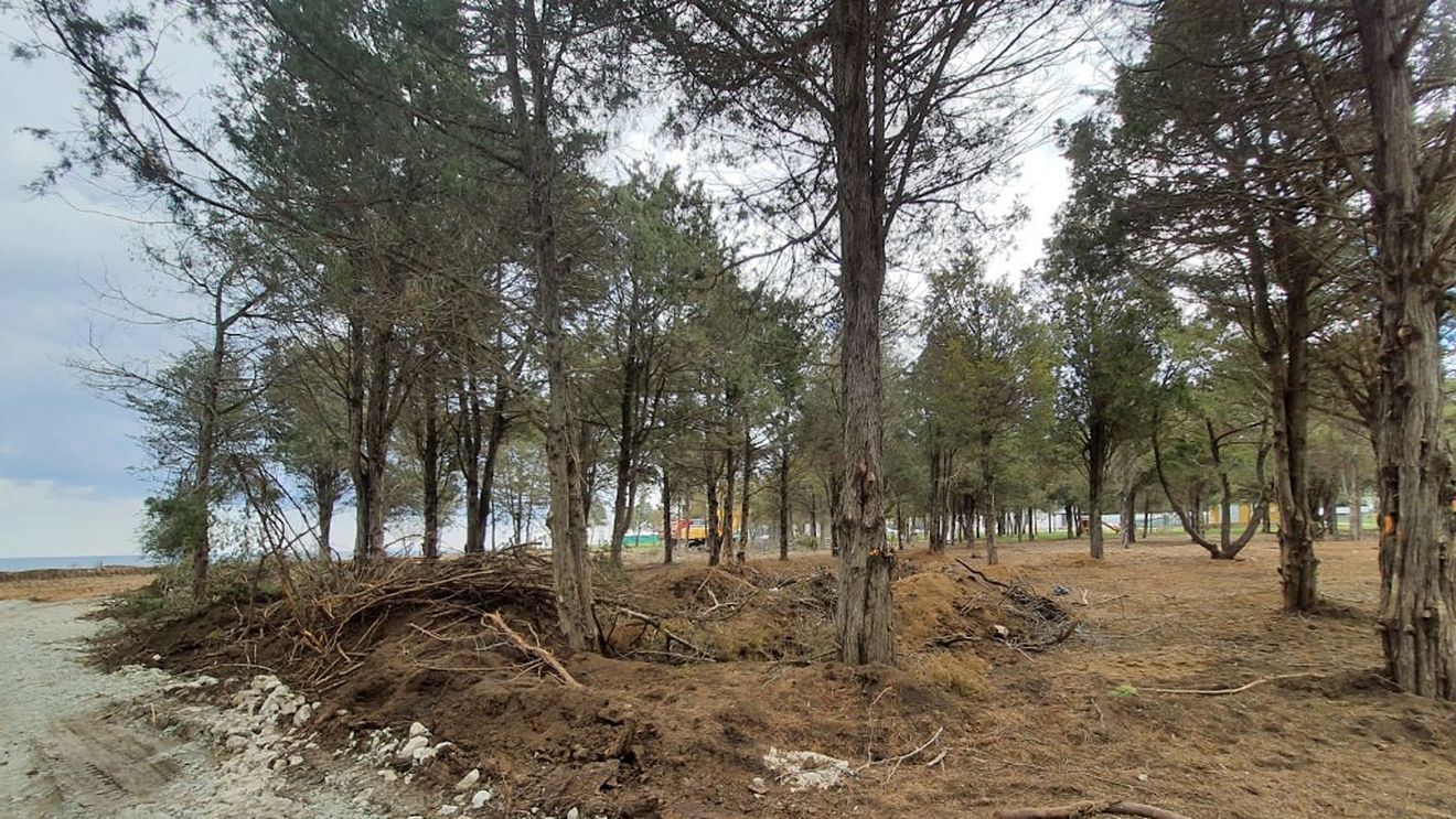 Campania „Uniți salvăm Pădurea Comorova“, lansată de organizațiile USR din Mangalia și Contanța