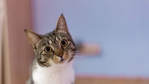 Ce efect are pisica asupra creierului tău. Neuroștiința din spatele torsului, clipitului lent și atașamentului