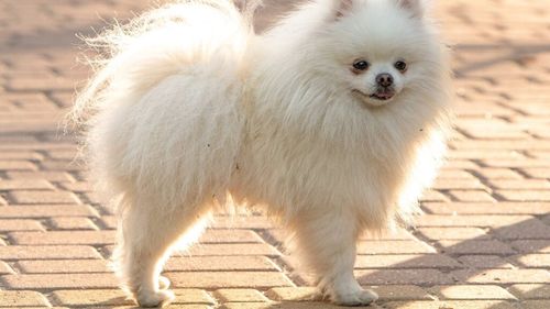 Rase de câini recomandate pentru seniori. Sunt animale afectuoase, ușor de întreținut și ideale pentru companie zilnică