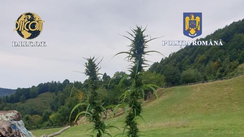 Cultură de canabis la o familie din Bistrița Năsădud  / Două persoane au fost arestate preventiv
