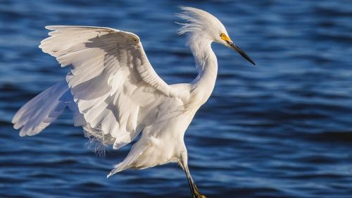 De ce se rătăcesc unele păsări migratoare: Cum influențează ”meteo”-ul spațial GPS-ul intern al păsărilor ”vagaboande”