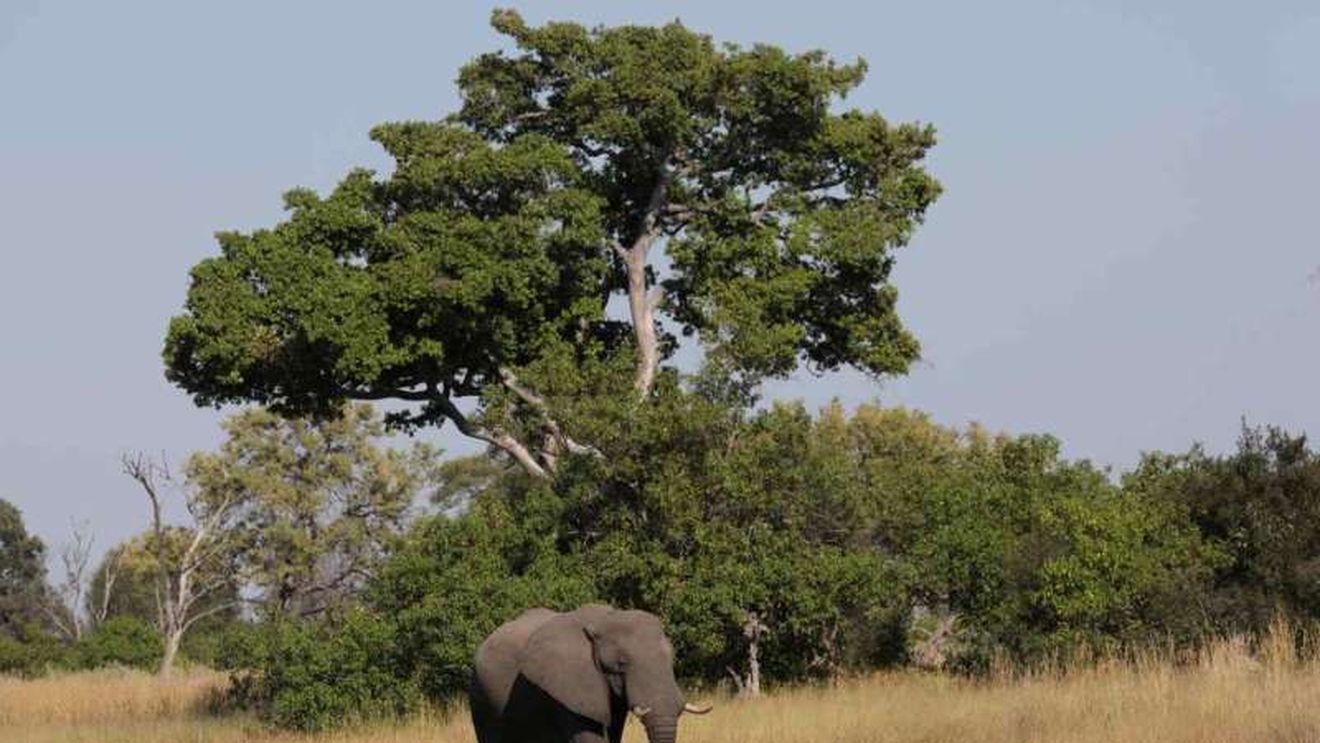 Autorităţile din Botswana solicită sprijin internațional pentru a stabili cauza morții a 162 de elefanți, în Delta Okavango