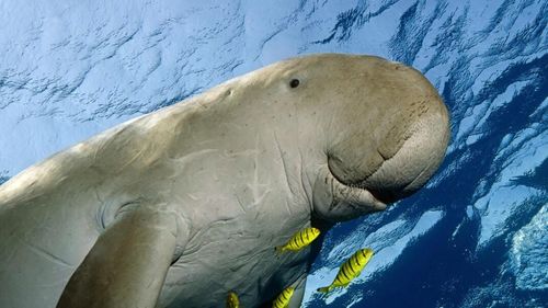 Dugongul, cel mai blând gigant al oceanului și singurul mamifer marin vegetarian, declarat dispărut din apele Chinei