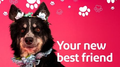 Cum susțin liderii de afaceri din orașul Ras Al Khaimah din Emiratele Arabe Unite câinii și pisicile fără stăpân