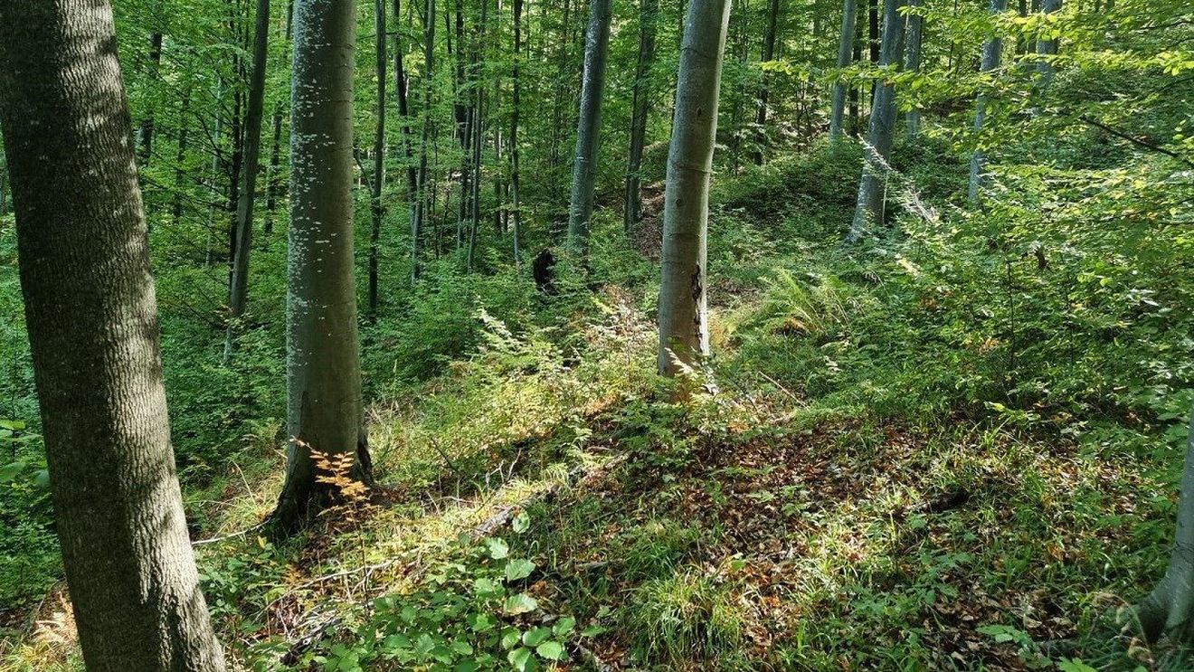 Ministerul Mediului: Statul a achiziţionat peste 4.000 de hectare de pădure în judeţul Neamţ / Valoarea tranzacţiei - peste 111 milioane lei