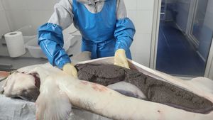 Prima investiție privată în reproducerea sturionilor din România: „Nu ne-am gândit neapărat să ajungem să comercializăm caviar”