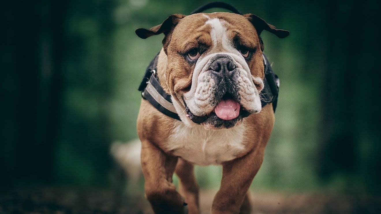 Norvegia a interzis creşterea a două rase de câini: Bulldog englez şi Cavalier King Charles Spaniel / Rasele dezvoltă boli ereditare care afectează majoritatea indivizilor