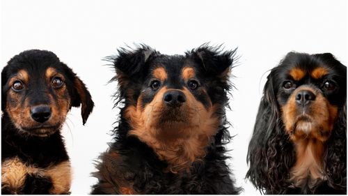 Top cele mai sănătoase rase de câini: La ce să fii atent dacă vrei un animal fără probleme