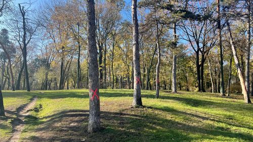 Promisiuni de plantare de arbori în alveole și pe spații verzi unde aceștia nu mai există. „Aproape în fiecare weekend”, anunță administratorul public al Capitalei