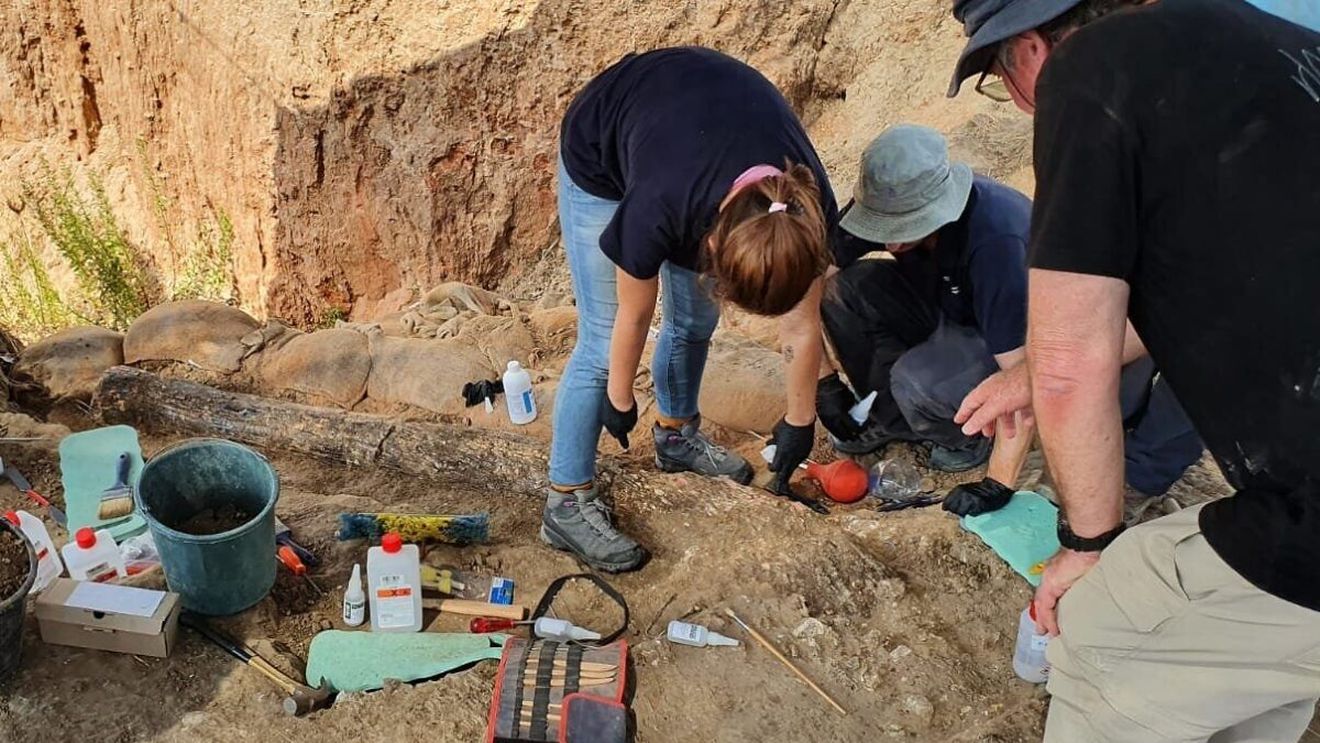 Arheologii au descoperit în Israel un colţ fosilizat ce a aparținut unei specii dispărute de elefant gigantic