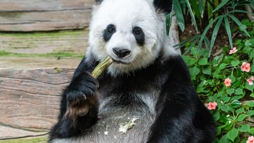 Mai multe țări din lume ar putea rămâne fără urși panda: Ce este "diplomația panda" practicată de China și de ce sunt urșii albi-negri atât de valoroși