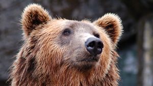 Cioban din Hunedoara, atacat de un urs pe un deal/ Bărbatul a fost muşcat de faţă şi a fost dus de urgenţă la spital