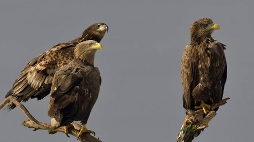 Specie rară de pasăre de răpitoare, salvată de un localnic din satul Plopu / Doar 90 de perechi de codalb mai cuibăresc în România/ Numărul total de perechi la nivel global este estimat la doar 7000