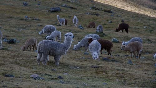 Peste o mie de ferme din Belgia sunt afectate de boala virală ovină cunoscută și ca ”limba albastră” /  Virusul nu prezintă niciun risc pentru oameni