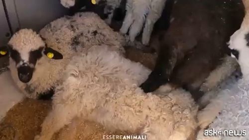 Un camion cu miei din România, oprit în Italia: avea peste 200 de animale peste încărcătură  / Mieii s-au călcat în picioare, trei au fost sacrificați de autoritățile sanitare/ ONG: Noi vrem ca începând de maine, aceste camioane pline cu animale să nu mai plece nicăieri