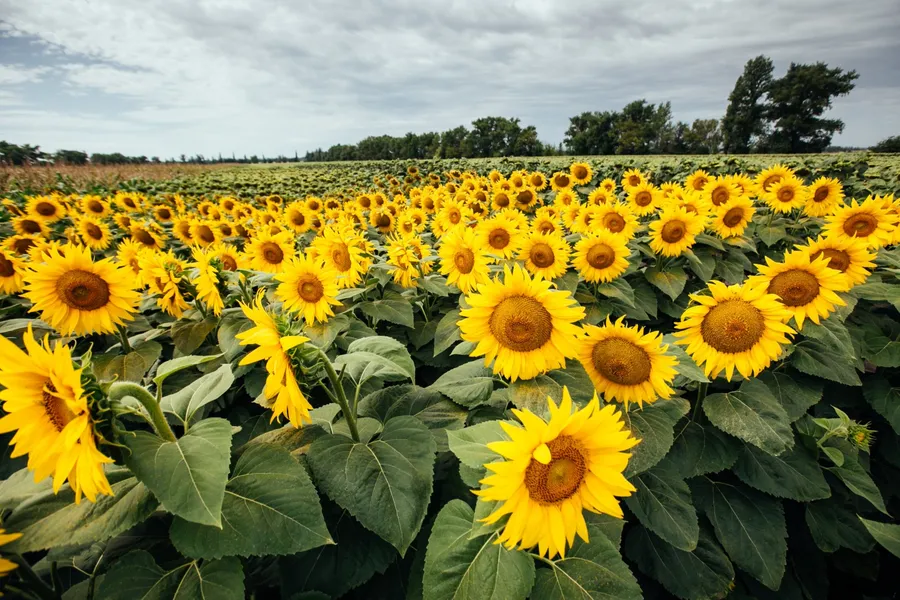 Floarea soarelui