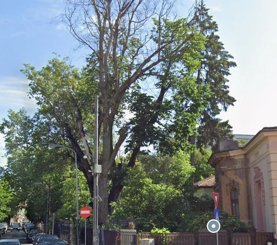 Copac casa Malik București