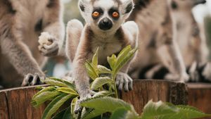 Victorie împotriva traficului de animale: Aproape 1.000 de lemuri și țestoase vor fi repatriate în Madagascar/  Animalele periclitate au fost aduse de braconieri în Thailanda
