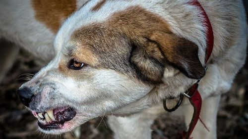 O femeie de 93 de ani  a murit după ce a fost mușcată de câini la o fermă piscicolă din Vaslui / A fost găsită în șoc hipotermic, cu mai multe fracturi și plăgi