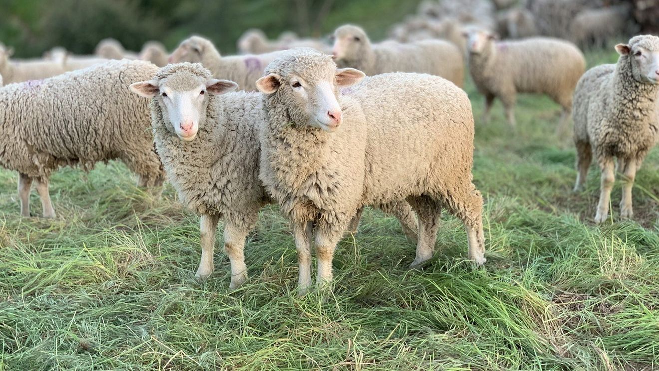 600 de oi dintr-un focar confirmat de pestă vor fi sacrificate în Timiș
