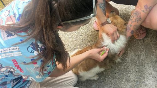 FOTO | Proprietarii de câini din sectorul 2, verificați de ASPA, Poliția Locală și Jandarmerie: Ce nereguli au descoperit autoritățile