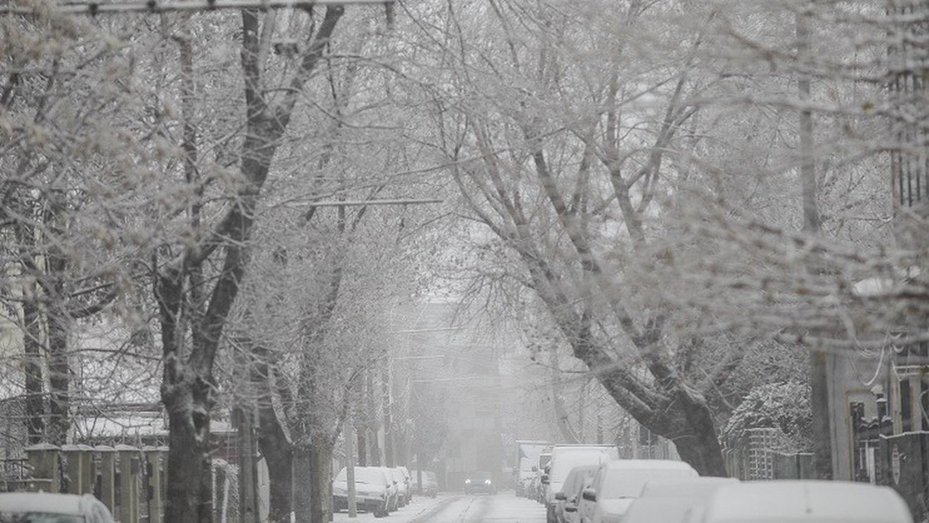Arbori căzuţi pe carosabil şi maşini din cauza vântului şi zăpezii abundente, în municipiul Suceava