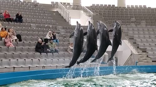 VIDEO Cozi la Delfinariul din Mamaia în minivacanța de 1 Mai / Atracțiile pentru familii au fost printre cele mai căutate activități de zi