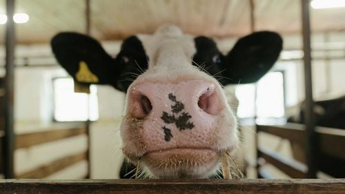 Focar de febră aftoasă, confirmat la o fermă din Ungaria / Autoritățile din Timiș impun restricții