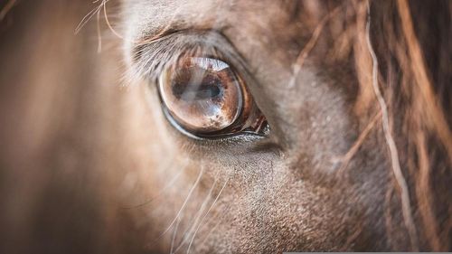 Doi ponei, confiscați de polițiști în Mamaia / Animalele erau deshidratate și apatice, în urma plimbărilor pe plajă