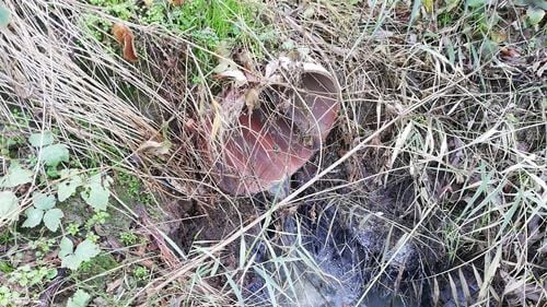 Poluare gravă a râului Ciorogârla, la câțiva km de București. Garda de Mediu a amendat firma de gestionare a apei din Ilfov pentru deversarea dejecțiilor în râu în urma anchetei G4Media.ro