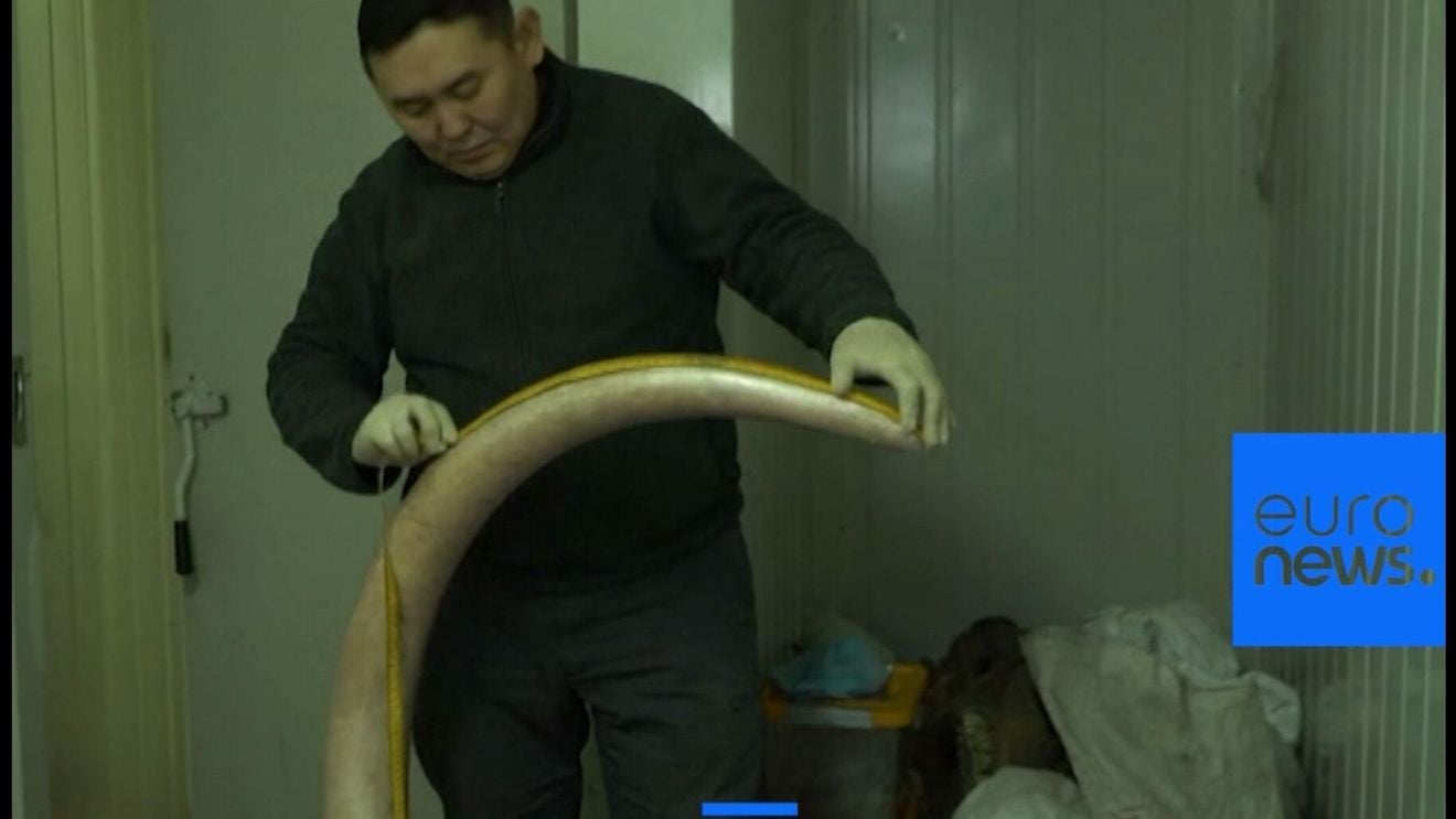 Scheletele de mamuţi din Siberia au declanşat o veritabilă goană a omului modern după "fildeşul gheţurilor"