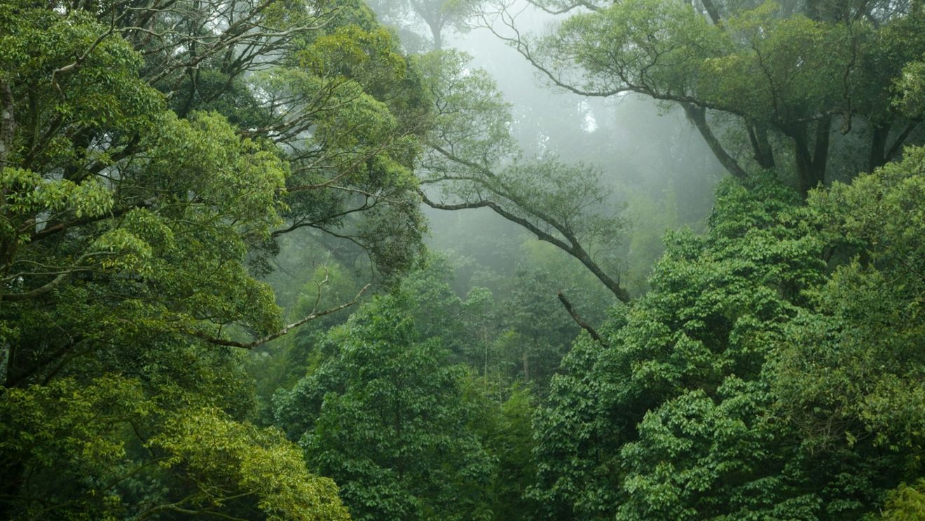 Incendiile forestiere din Amazon au distrus o suprafaţă aproximativ cât Italia în 2024 - WWF