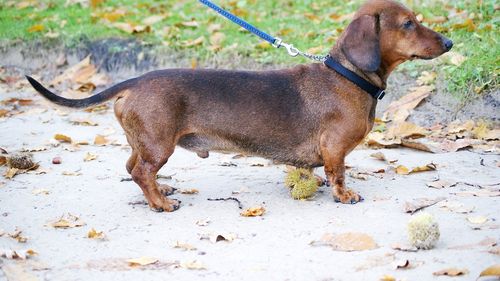 Teckelii sunt amenințați, deoarece Germania propune interzicerea reproducerii acestora