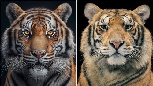 VIDEO Poți să recunoști care tigru este fotografiat și care este desenat de AI? Cum va schimba inteligența artificială lumea artei/ Îngrijorările artiștilor