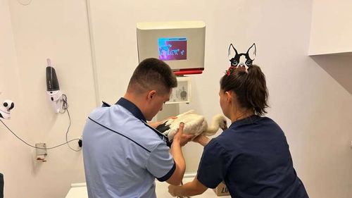 O barză rănită a fost salvată de polițiștii ieșeni de la Protecția Animalelor/ Pasărea a fost dusă la veterinar