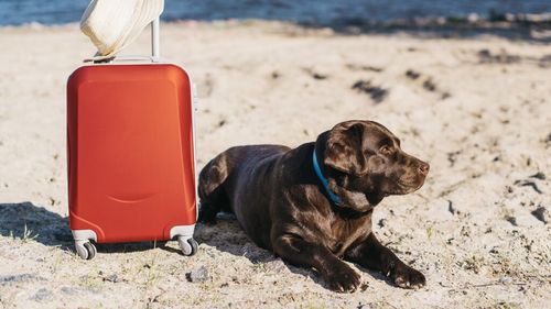 INTERVIU | Cum îți pregătești câinele pentru vacanță. Sfaturile medicului veterinar: „Trebuie să fim atenți la semne” / Greșeli frecvente pe care le fac stăpânii