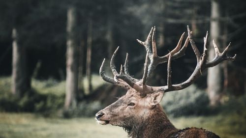 O șoferiță a lovit un cerb, imediat după ieșirea din Suceava / Animalul a murit pe loc, iar autoturismul a fost avariat