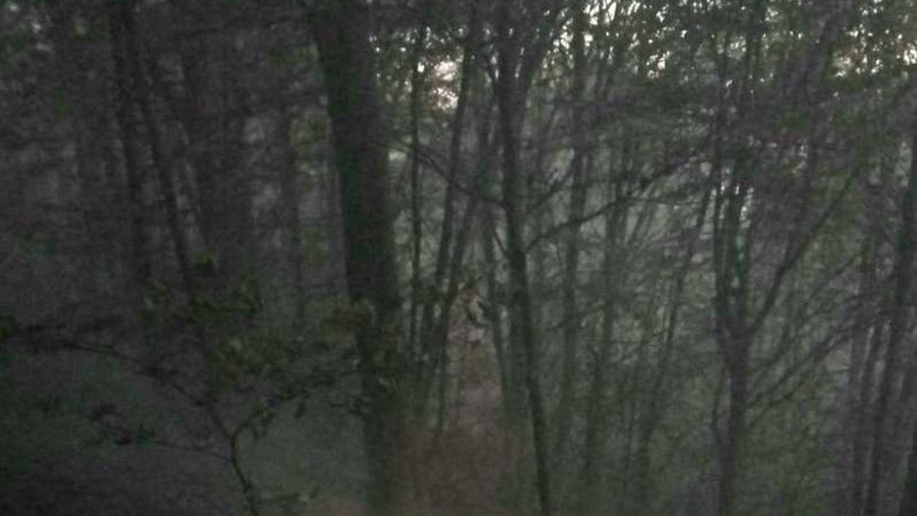 Vâlcea: Incendiu izbucnit într-o pădure de fag din oraşul Horezu, pe o suprafaţă de circa 3 hectare / Zona este greu accesibilă