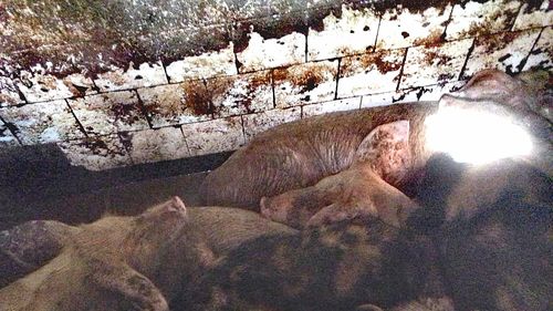 Aproximativ 30 de porci aflaţi într-un autocamion au murit după autovehiculul s-a răsturnat pe un drum național în județul Dolj